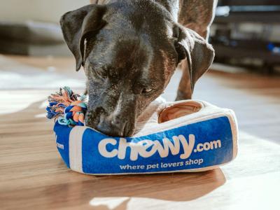 Thumbnail for Renting with Pets: A Complete Guide